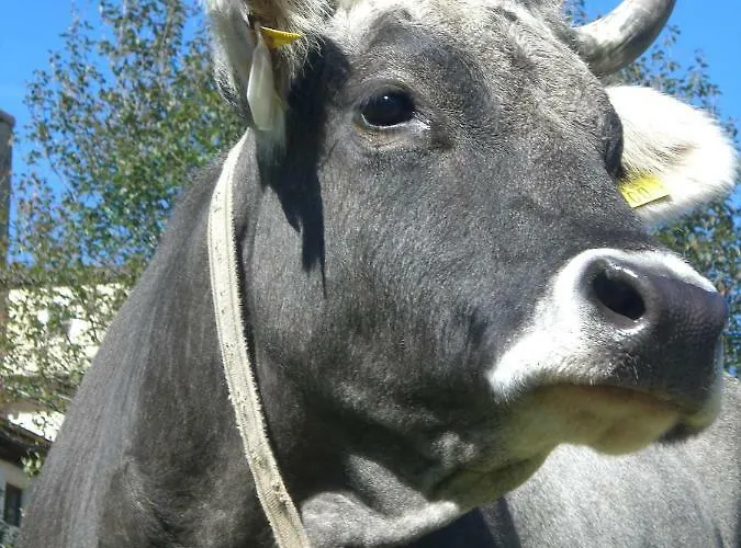 Schlossmuehle 公寓